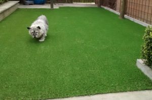 kunstgras-geschikt-voor-honden