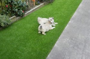 kunstgras-kleine-honden