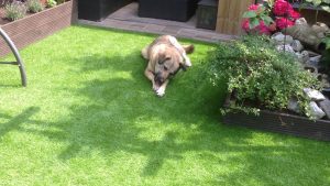 kunstgras-voor-honden